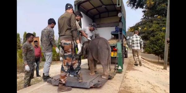 କେନ୍ଦୁଝରରୁ ଚନ୍ଦକା ସ୍ଥାନାନ୍ତର ହେଲା ୩ ମାସର ହାତୀଛୁଆ 