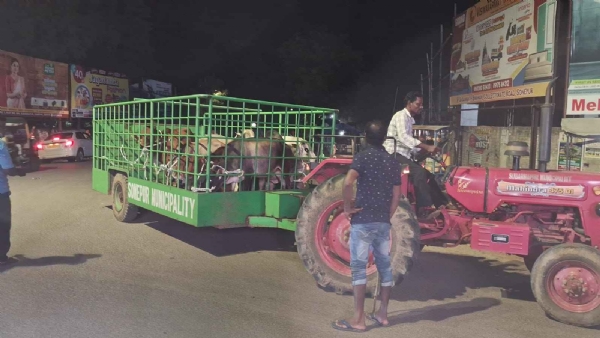 କାଞ୍ଜିଆ ହୋଦାରେ ଭର୍ତ୍ତି ପାଇଁ ଗାଈ ଗୋରୁ ଙ୍କୁ ଧରିବା ଅଭିଯାନ ଆରମ୍ଭ* *ଉଭୟ ଏଡିଏମ୍ ଙ୍କ ଉପସ୍ଥିତି ରେ ଶୁଭାରମ୍ଭ