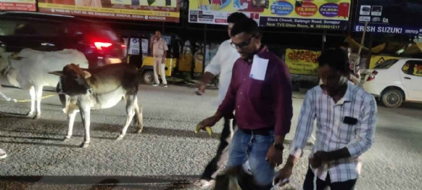 କାଞ୍ଜିଆ ହୋଦାରେ ଭର୍ତ୍ତି ପାଇଁ ଗାଈ ଗୋରୁ ଙ୍କୁ ଧରିବା ଅଭିଯାନ ଆରମ୍ଭ* *ଉଭୟ ଏଡିଏମ୍ ଙ୍କ ଉପସ୍ଥିତି ରେ ଶୁଭାରମ୍ଭ