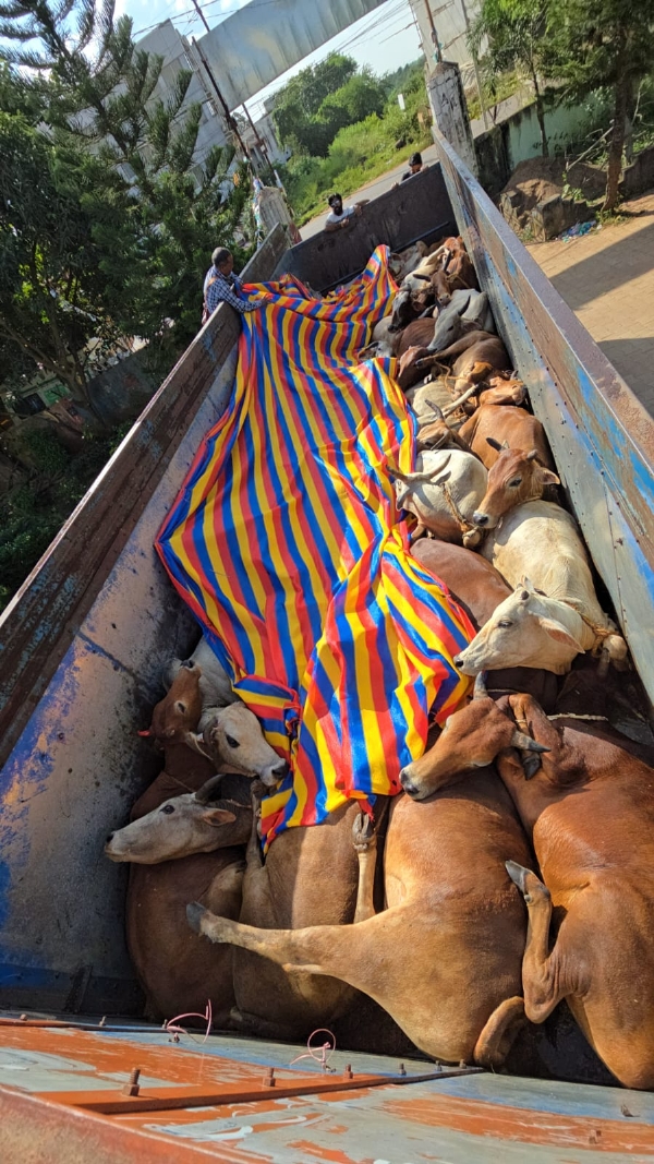 ବେଆଇନ ଗୋରୁ ବୋଝେଇ ଗାଡି ଜବତ, ୪୦ ଗାଇ ବଳଦ ଉଦ୍ଧାର ବେଆଇନ ଗୋରୁ ବୋଝେଇ ଗାଡି ଜବତ, ୪୦ ଗାଇ ବଳଦ ଉଦ୍ଧାର