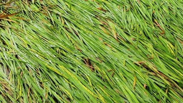 CHANDBALI RE BATYA MONTHA CHANDBALI RE BATYA MONTHA