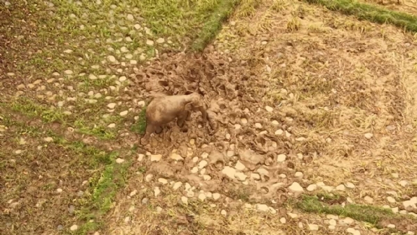 Nabajata Hati Chhua Mruta Nabajata Hati Chhua Mruta