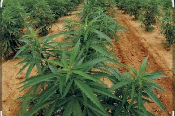 ମାଲକାନଗିରି ଜିଲ୍ଲା କେବେ ହେବ ଗଞ୍ଜେଇ ମୁକ୍ତ ମାଲକାନଗିରି ଜିଲ୍ଲା କେବେ ହେବ ଗଞ୍ଜେଇ ମୁକ୍ତ