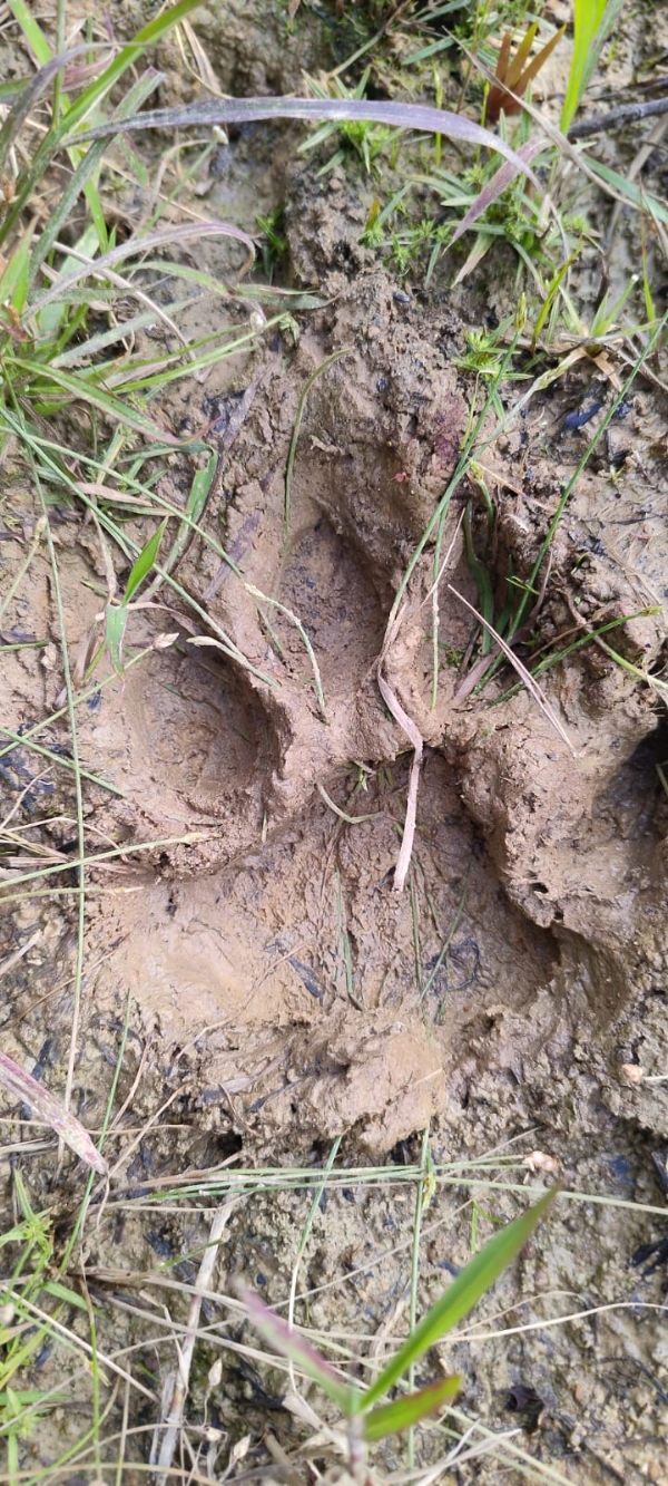Mahabala Bagha Pada Chihna nei Kukua Bhaya Mahabala Bagha Pada Chihna nei Kukua Bhaya