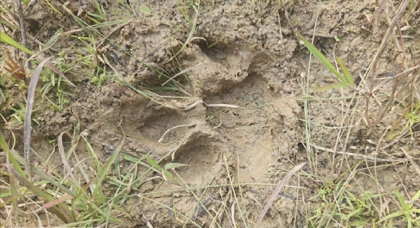 Mahabala Bagha Pada Chihna nei Kukua Bhaya Mahabala Bagha Pada Chihna nei Kukua Bhaya