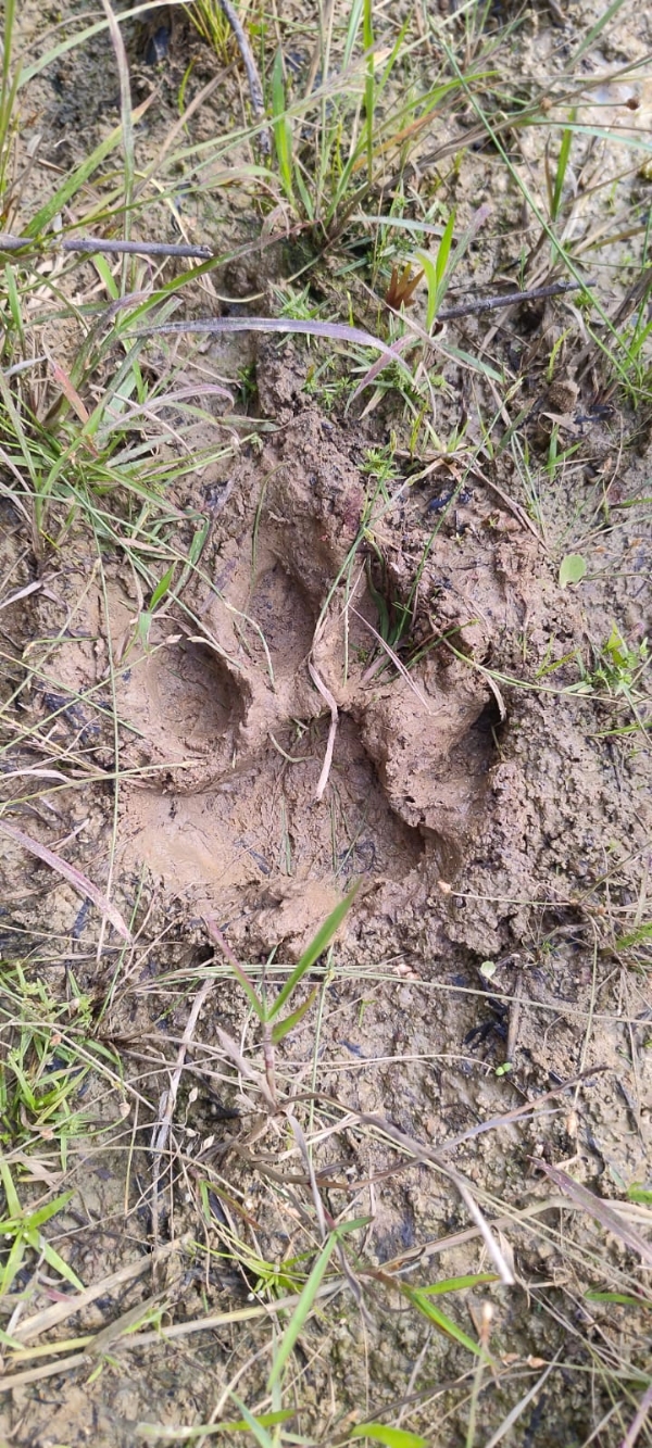 Mahabala Bagha Pada Chihna nei Kukua Bhaya Mahabala Bagha Pada Chihna nei Kukua Bhaya