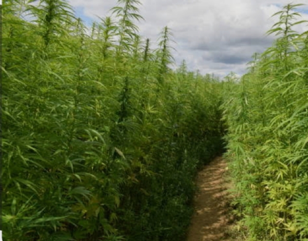 ମାଲକାନଗିରି ଜିଲ୍ଲା କେବେ ହେବ ଗଞ୍ଜେଇ ମୁକ୍ତ ମାଲକାନଗିରି ଜିଲ୍ଲା କେବେ ହେବ ଗଞ୍ଜେଇ ମୁକ୍ତ