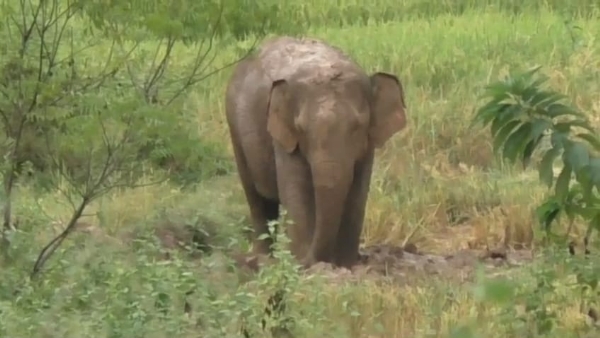 Nabajata Hati Chhua Mruta Nabajata Hati Chhua Mruta