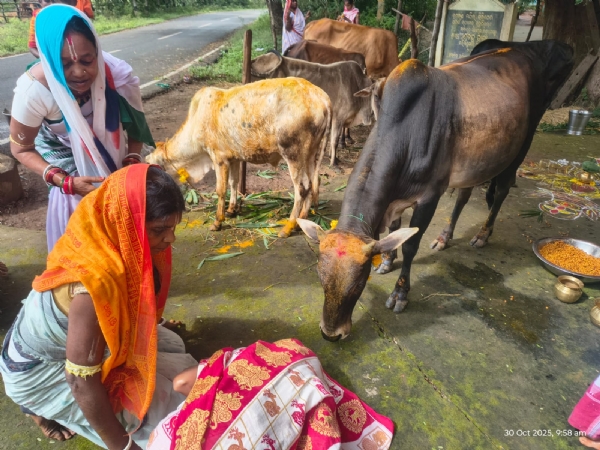ପବିତ୍ର କାର୍ତ୍ତିକ ମାସରେ ଗୋ ପୂଜନ ଓ ଭାଗବତ କଥା ପବିତ୍ର କାର୍ତ୍ତିକ ମାସରେ ଗୋ ପୂଜନ ଓ ଭାଗବତ କଥା