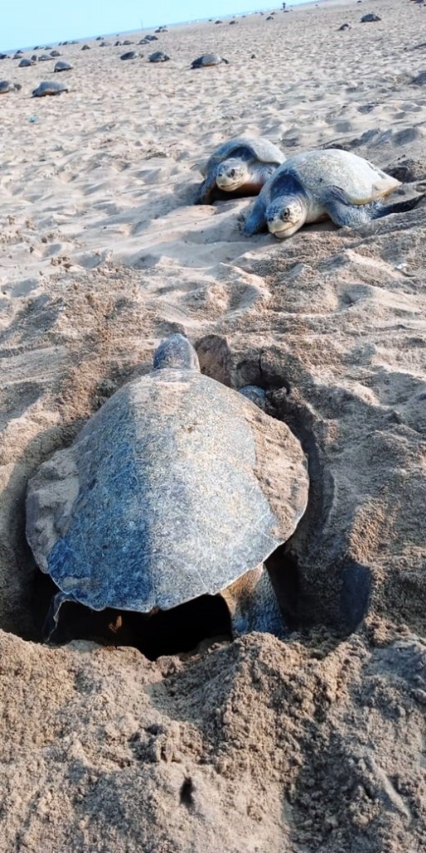 NOVEMBER 1 RU MACHADHARA BANDH - OLIVE RIDEL NOVEMBER 1 RU MACHADHARA BANDH - OLIVE RIDEL