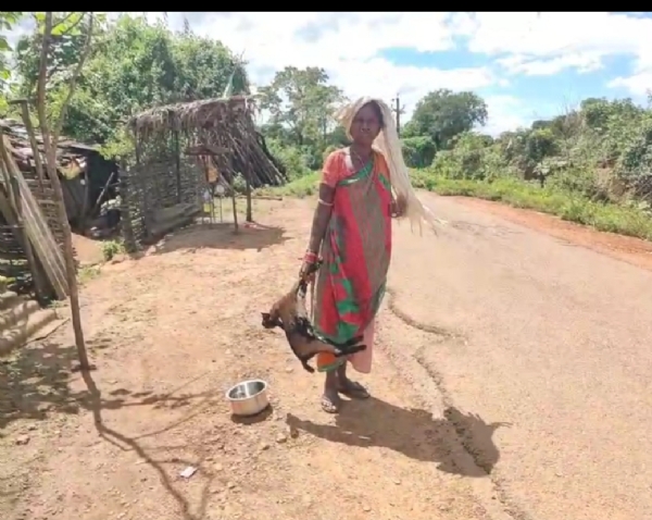 ସ୍ୱାଭିମାନ ଅଞ୍ଚଳରେ ଛେଳି ମଡ଼କ