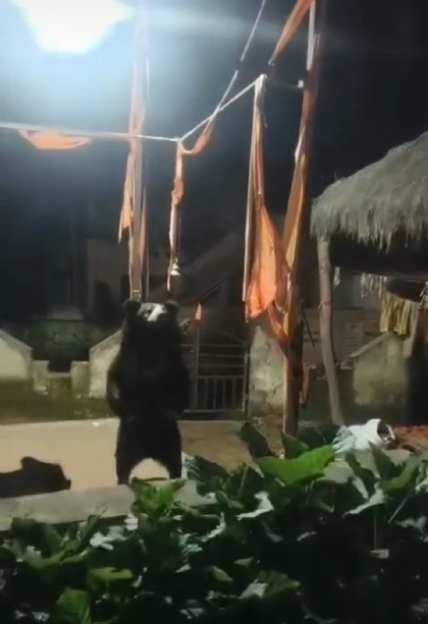 ବିସିଂପୁରରେ ଭାଲୁ ଆତଙ୍କ