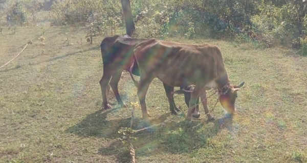 ବାରିଣୀପୁଟ କ˚ସେଇ ଖାନା ରୁ ୫ ଗାଇ ଉଦ୍ଧାର