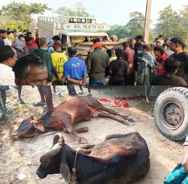 GORU GADI UDHAR, 18 GORU UDHAR