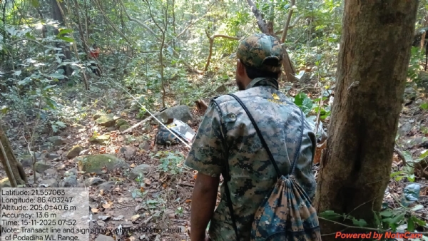 Shimilipal re Arambha Hela Bagha Ganana Shimilipal re Arambha Hela Bagha Ganana