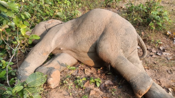 Danta Hati ra Mruta Deha Thaba