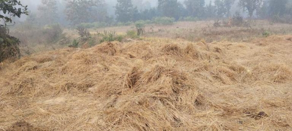 ତୁରେକେଲା ବ୍ଲକରେ ହାତୀ ଉପଦ୍ରବ : ଚାରପାଣି ଗାଁରେ ଚାଷୀଙ୍କ ଧାନ ନଷ୍ଟ ତୁରେକେଲା ବ୍ଲକରେ ହାତୀ ଉପଦ୍ରବ : ଚାରପାଣି ଗାଁରେ ଚାଷୀଙ୍କ ଧାନ ନଷ୍ଟ