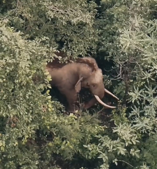 ଆଗଲପୁର ଅଞ୍ଚଳରେ ଚାଷୀଙ୍କୁ ଘଟିଲାଣି ଦନ୍ତା ହାତି ଭୟ।