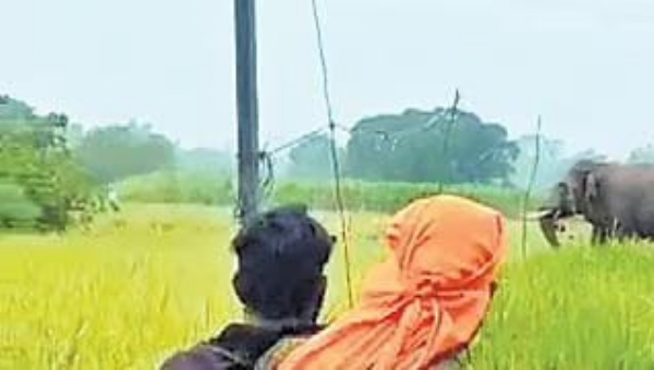 ଜମନକିରା ସେକ୍ସନରେ ହାତୀ ଉପଦ୍ରଵ : ଏକର ଏକର ଫସଲ ନଷ୍ଟ, ଚାଷୀ ହତାଶ ଜମନକିରା ସେକ୍ସନରେ ହାତୀ ଉପଦ୍ରଵ : ଏକର ଏକର ଫସଲ ନଷ୍ଟ, ଚାଷୀ ହତାଶ