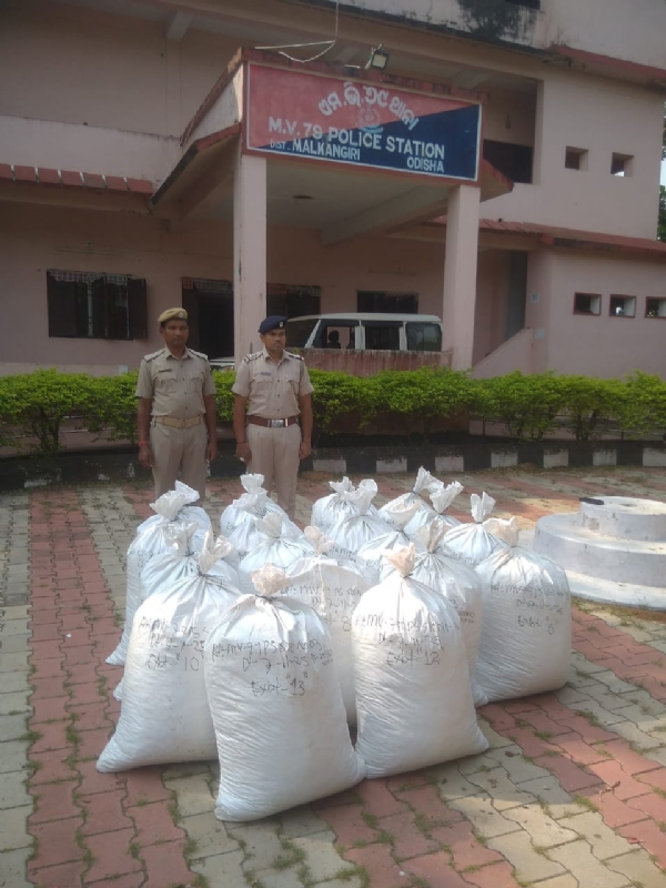 ଜଙ୍ଘଲରୁ ୪ କୁଇଣ୍ଟାଲ ୫୦କେଜି ଗଞ୍ଜେଇ ଜବତ ଜଙ୍ଘଲରୁ ୪ କୁଇଣ୍ଟାଲ ୫୦କେଜି ଗଞ୍ଜେଇ ଜବତ