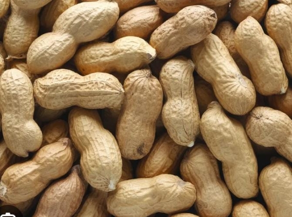 ଚାଷୀଙ୍କୁ ମିଳୁନି ଚିନାବାଦାମ ବିହନ ଚାଷୀଙ୍କୁ ମିଳୁନି ଚିନାବାଦାମ ବିହନ