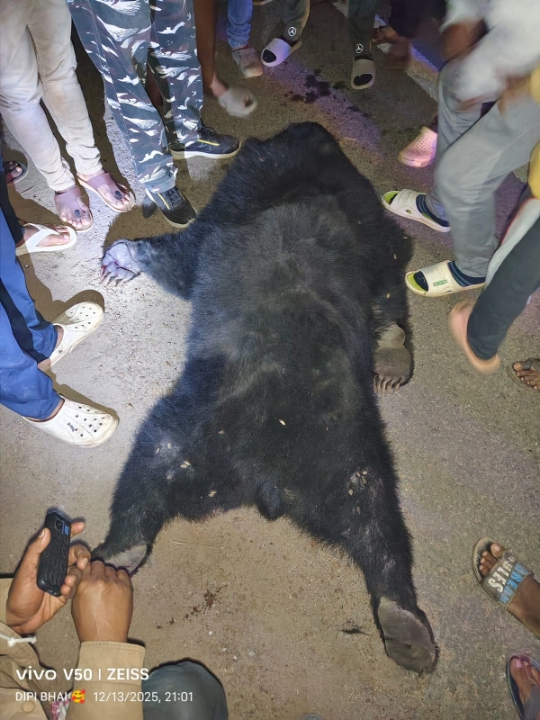 ଜାତୀୟ ରାଜପଥରେ ଦୁର୍ଘଟଣାରେ ଭାଲୁ ମୃତ ଜାତୀୟ ରାଜପଥରେ ଦୁର୍ଘଟଣାରେ ଭାଲୁ ମୃତ