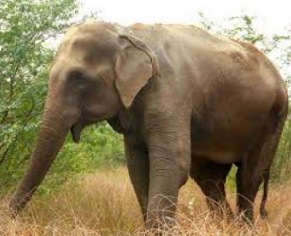 ହାତୀ ହାତୀ