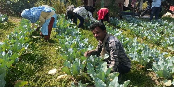 ଚାକିରୀ ଛାଡ଼ି ପନିପରିବା ଚାଷ କରି ନିଜେ ସ୍ୱାବଳମ୍ବୀ ହେବା ସହ ଅନ୍ୟ ୧୦ଗୋଟି ପରିବାରଙ୍କୁ କରିଛନ୍ତି