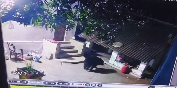 ଗାଁ ଭିତରେ ଭାଲୁ, ଲୋକେ ଆତଙ୍କିତ