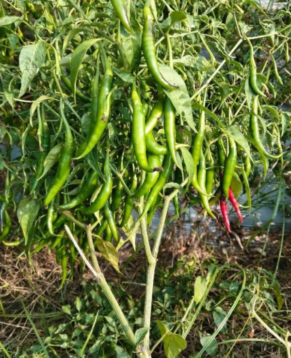 ଆଛାଦନ ପ୍ରଣାଳୀରେ ଲଙ୍କା ଚାଷ କରି  ସଫଳତା ପାଇଛନ୍ତି ନେପାଲ ପ୍ରଧାନ!