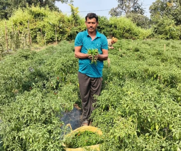 ଆଛାଦନ ପ୍ରଣାଳୀରେ ଲଙ୍କା ଚାଷ କରି  ସଫଳତା ପାଇଛନ୍ତି ନେପାଲ ପ୍ରଧାନ!