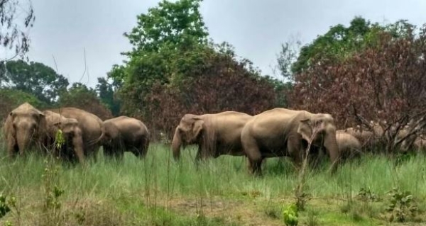 ହାତୀ ହାତୀ