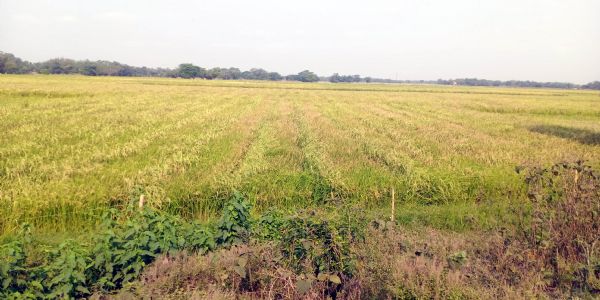 ମେ ୨୮ରୁ ସଂଗ୍ରହ ହେବ ରବି ଧାନ
