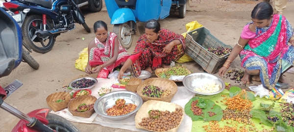 ଆଦିବାସୀଙ୍କୁ ରୋଜଗାର ଯୋଗାଉଛି  ଜଙ୍ଗଲି କୋଳି