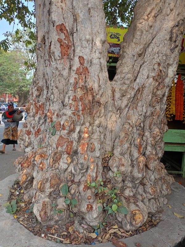 କଲେଜ ଛକ ଅର୍ଜୁନ ଗଛରୁ ଟିକି ଟିକି କରି ଚାଞ୍ଛି ନେଲେନି ଛାଲି