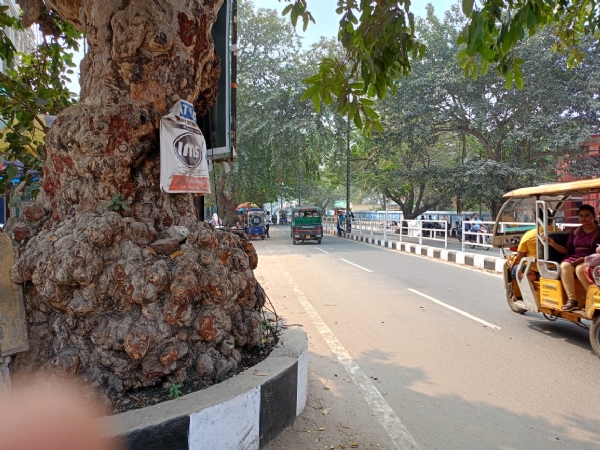 କଲେଜ ଛକ ଅର୍ଜୁନ ଗଛରୁ ଟିକି ଟିକି କରି ଚାଞ୍ଛି ନେଲେନି ଛାଲି