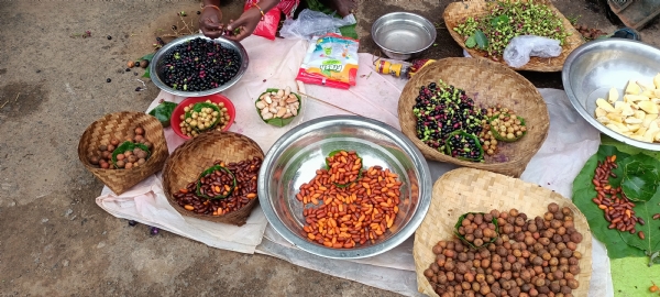 ଆଦିବାସୀଙ୍କୁ ରୋଜଗାର ଯୋଗାଉଛି  ଜଙ୍ଗଲି କୋଳି
