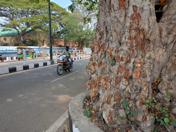 କଲେଜ ଛକ ଅର୍ଜୁନ ଗଛରୁ ଟିକି ଟିକି କରି ଚାଞ୍ଛି ନେଲେଣି ଛାଲି