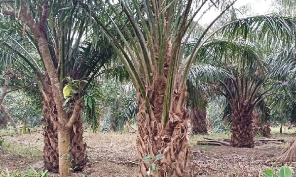 GAMEI KULARE PALM OIL KHETA