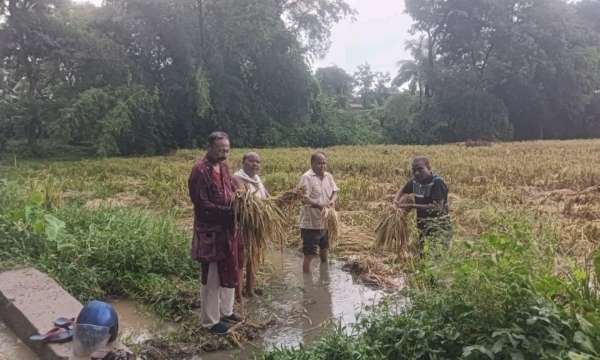 ଅଦିନିଆ ବର୍ଷା ଯୋଗୁଁ ରବିଧାନ ଗୁରୁତର ଭାବେ ପ୍ରଭାବିତ