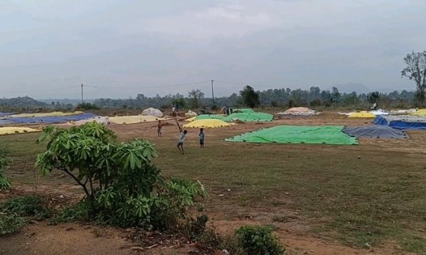 ପ୍ରାକ୍ ମୌସମୀ ବର୍ଷାରେ  ଚାଷୀ ମୁଣ୍ଡରେ ଚଡକ