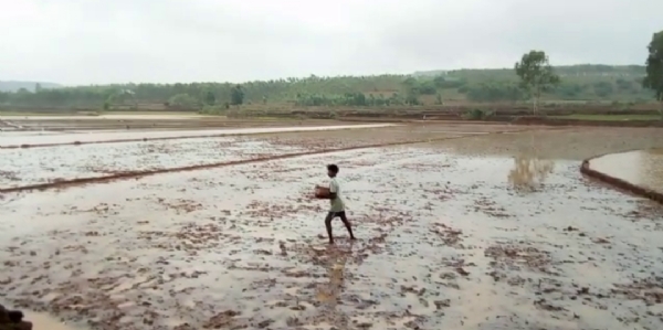 ଅବିଭକ୍ତ କୋରାପୁଟ ଜିଲାରେ ହଜି ଗଲାଣି ପାରମ୍ପରିକ ଧାନ ବିହନ
