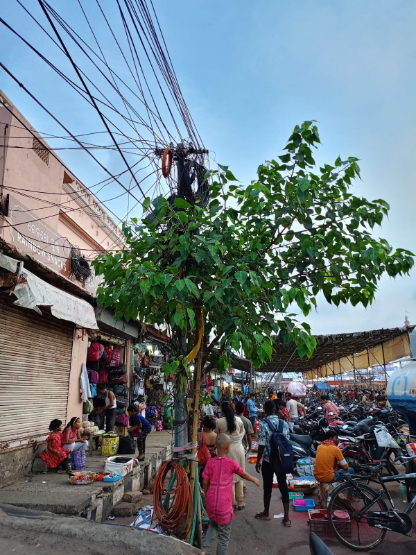 ବଡଦାଣ୍ଡରେ ଓସ୍ତଗଛ ଗଛରେ ଗୁଡାହୋଇଛି ବିଦ୍ୟୁତ ତାର