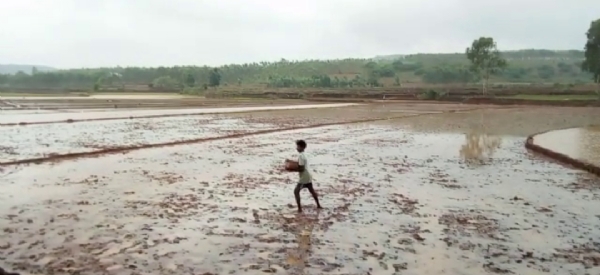 ଅବିଭକ୍ତ କୋରାପୁଟ ଜିଲ୍ଲା ରେ ୪୪ ପ୍ରଜାତିର ଦେଶୀ ଧାନ ବିଲୁ ପ୍ତପ୍ରାୟ