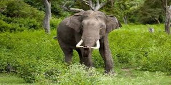 ଦେଓଗାଁ ବନାଞ୍ଚଳରେ ହାତୀପଲ