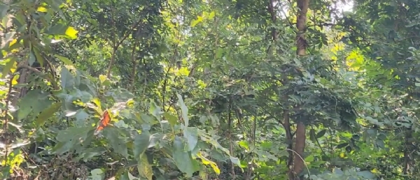 ଅବହେଳିତ ପାହାଡିଆ ଗାଁ ପଢେଇଗୁଡା