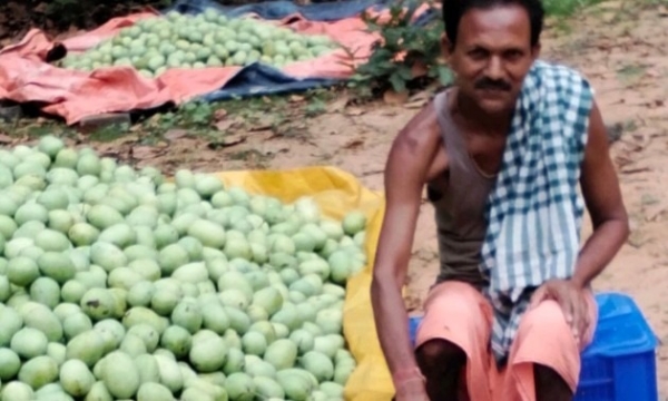 ଅମଳ ପରେ ଆମ୍ବ ଚାଷୀଙ୍କ ପାଇଁ ମଣ୍ଡି ଦାବି