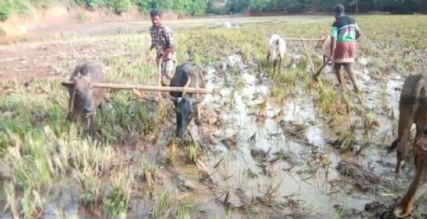ଚାଷ କାମର ବଦଳୁଛି ଢାଞ୍ଚା : ଶୁଭୁନି ହୁଳହୁଳି ଓ ହଳିଆ ଗୀତ