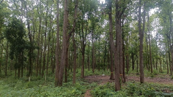 ସିଁଯୋରୀ କଟା କୁ ଇକୋ ଟୁରିଜିମ୍ କରିବାକୁ ଦାବି।