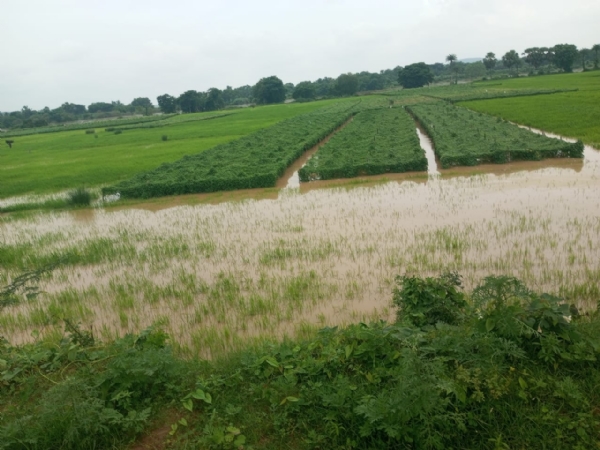ବନ୍ୟାଜଳ ପ୍ରବାହରେ ଶହଶହ ଏକର ଫସଲ ନଷ୍ଟ